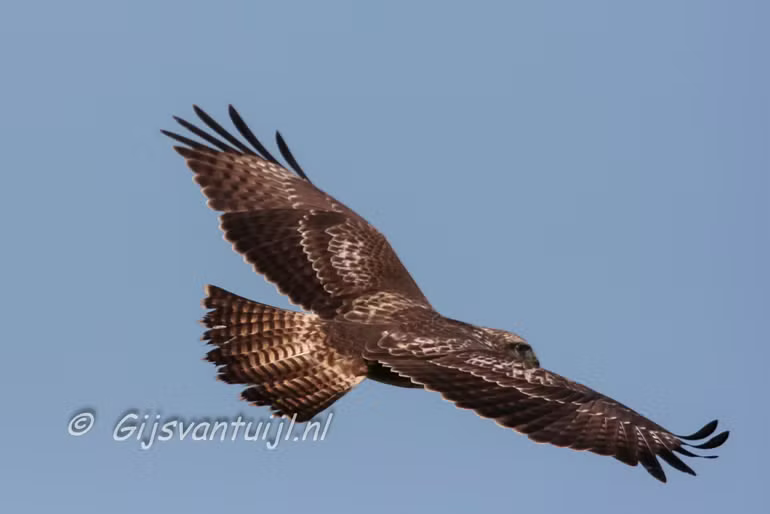 Buizerd